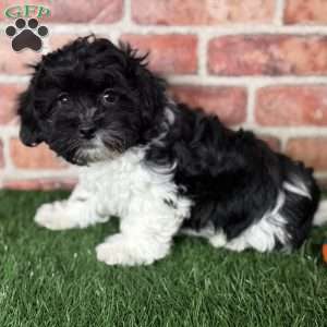 Oreo, Shih-Poo Puppy